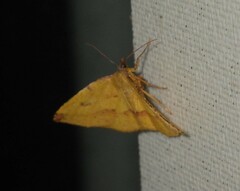 Heterolocha