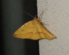Heterolocha