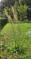 Rumex thyrsiflorus