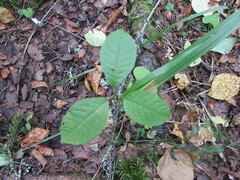 Prunus padus