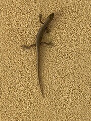 Concinnia tenuis