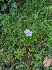Catharanthus roseus
