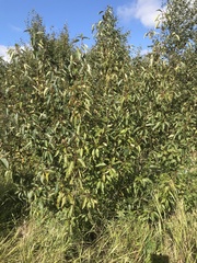 Populus balsamifera