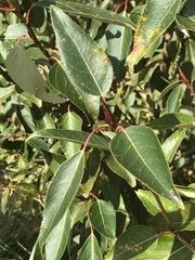 Populus balsamifera