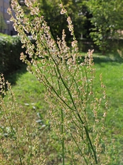 Rumex thyrsiflorus