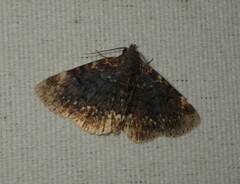 Diomea cremata