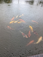 Cyprinus rubrofuscus