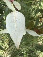 Populus balsamifera