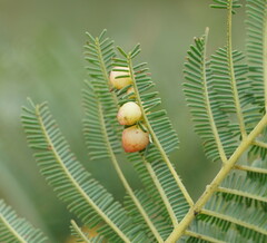 Austroacacidiplosis botrycephalae