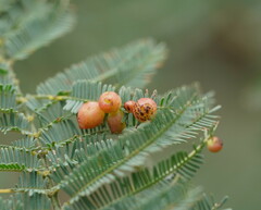 Austroacacidiplosis botrycephalae