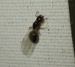 Crematogaster