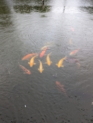 Cyprinus rubrofuscus