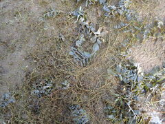 Callitriche