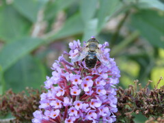 Eristalinae