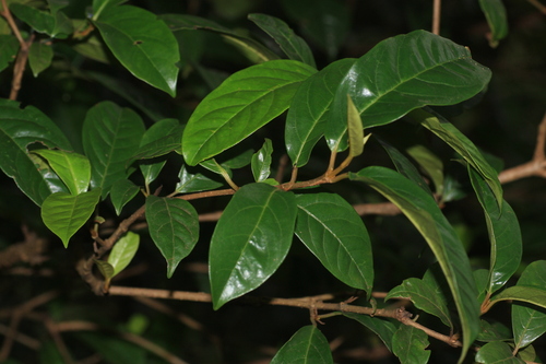 Viburnum punctatum, photograph 1