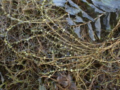 Callitriche
