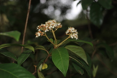Viburnum punctatum