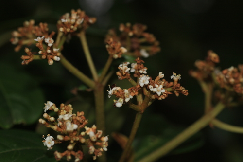 Viburnum punctatum, photograph 2