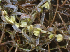 Callitriche
