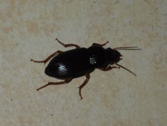Carabidae