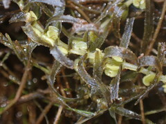 Callitriche