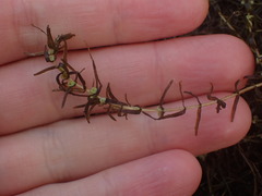 Callitriche