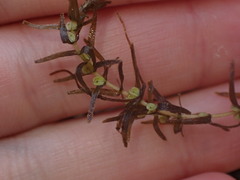 Callitriche