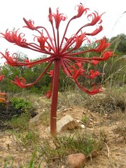 Brunsvigia orientalis