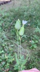 Silene latifolia alba