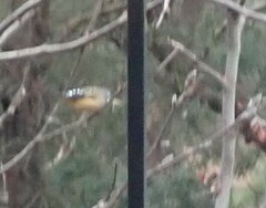 Pardalotus punctatus