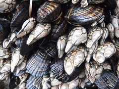 Pollicipes polymerus