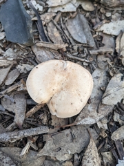 Leucopaxillus eucalyptorum