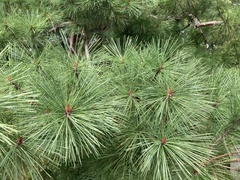 Pinus densiflora
