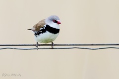 Stagonopleura guttata