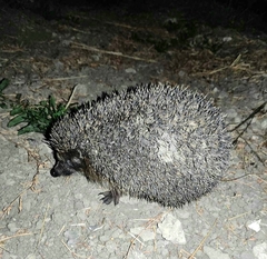 Erinaceus roumanicus