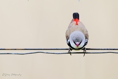 Stagonopleura guttata