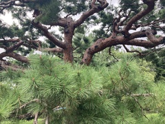 Pinus densiflora