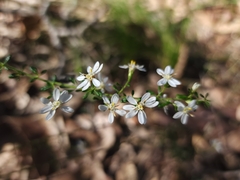 Olearia microphylla