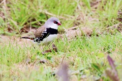 Stagonopleura guttata