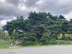 Pinus densiflora