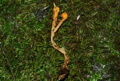 Pleurocordyceps