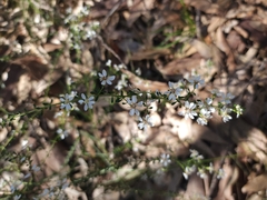 Olearia microphylla