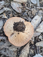 Leucopaxillus eucalyptorum