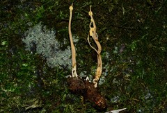Pleurocordyceps