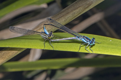 Ischnura heterosticta