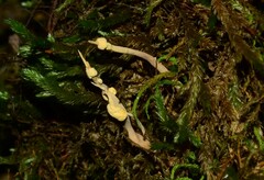 Pleurocordyceps