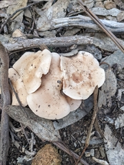 Leucopaxillus eucalyptorum