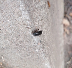 Tenebrio molitor