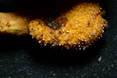 Pleurocordyceps