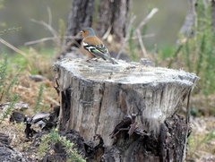 Fringilla coelebs gengleri